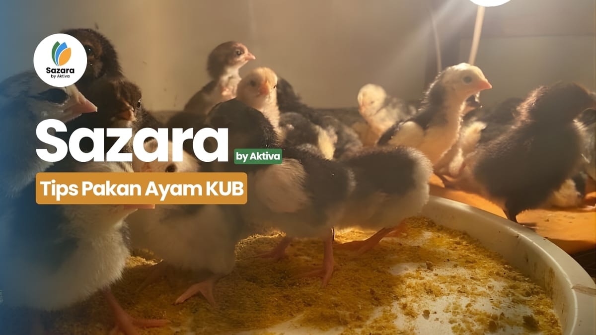 Tips Pakan Ayam KUB Remaja Hingga Dewasa