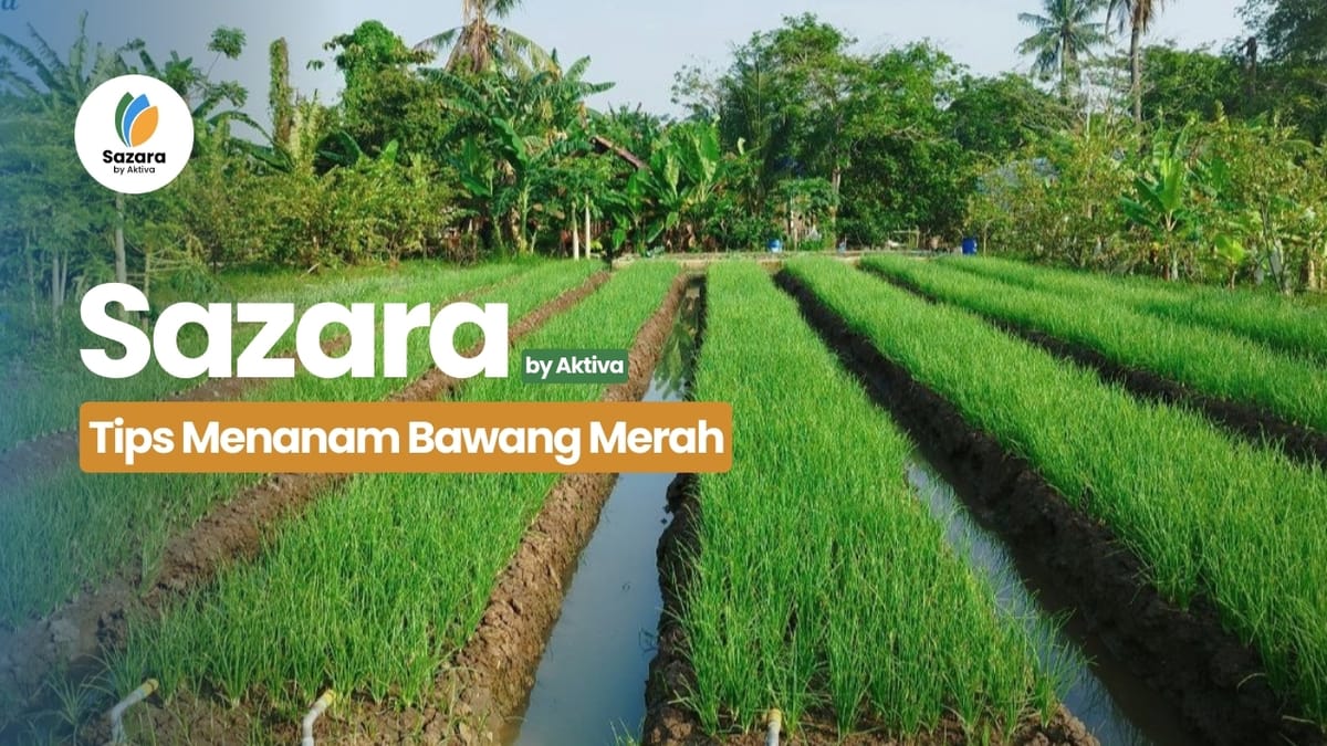 Tips: Menanam Bawang Merah agar Hasil Panen Maksimal